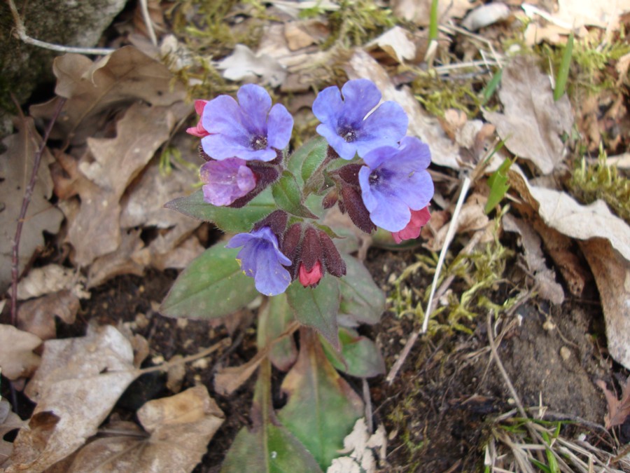 Pulmonaria